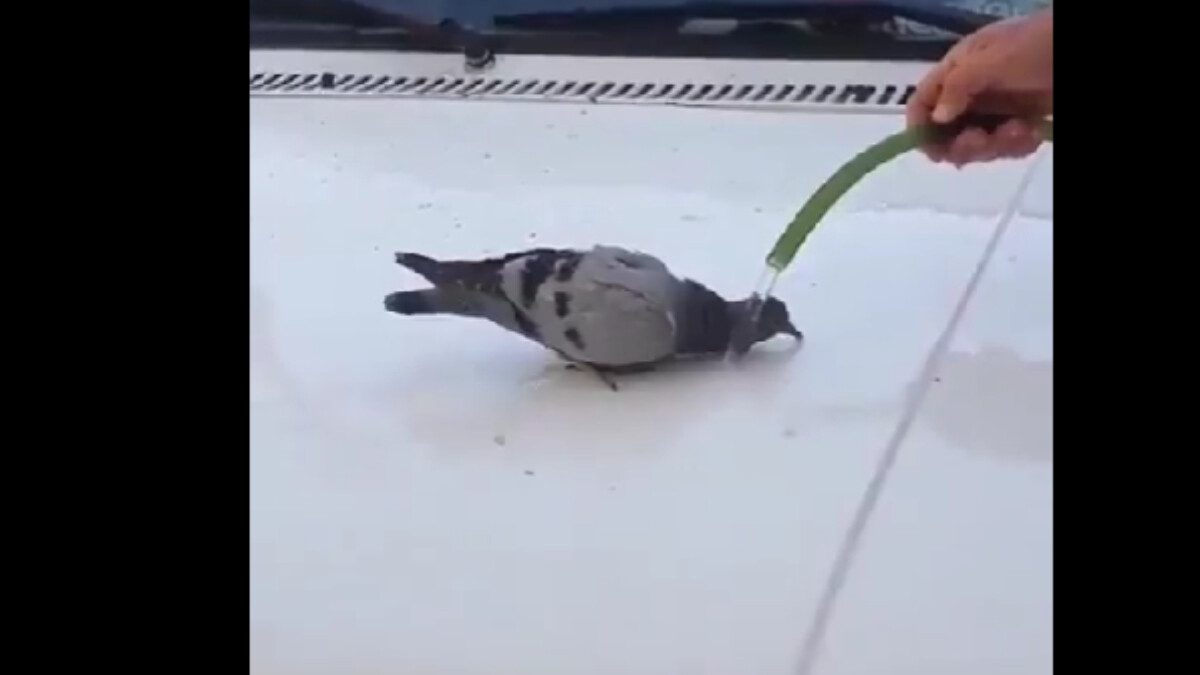 Sıcaktan bunalan güvercine hortumlu su serinliği! İç ısıtan anlar