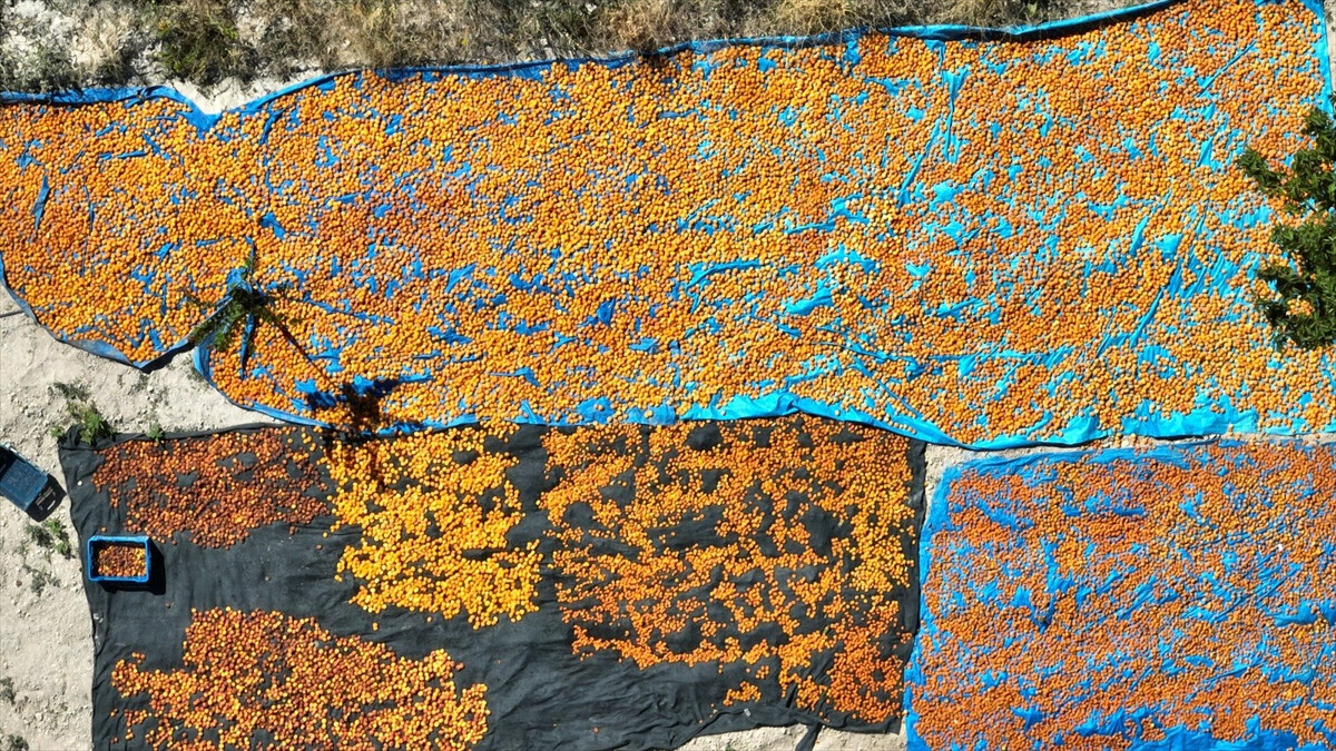 Sivas’ın Gürün ilçesi kayısısı ile marka olmaya hazırlanıyor