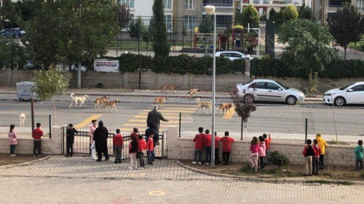 Sokak köpeği sorununu en net gösteren kare