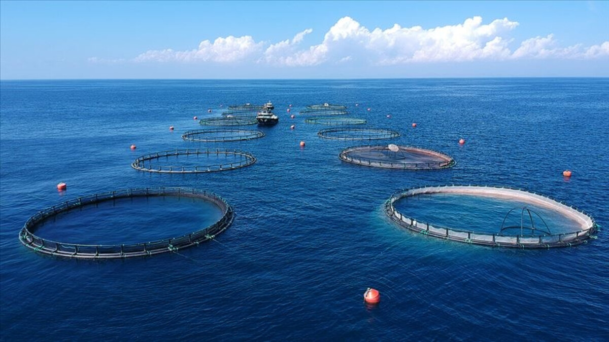 Su ürünleri ihracatı, ilk 6 ayda 829 milyon dolara ulaştı