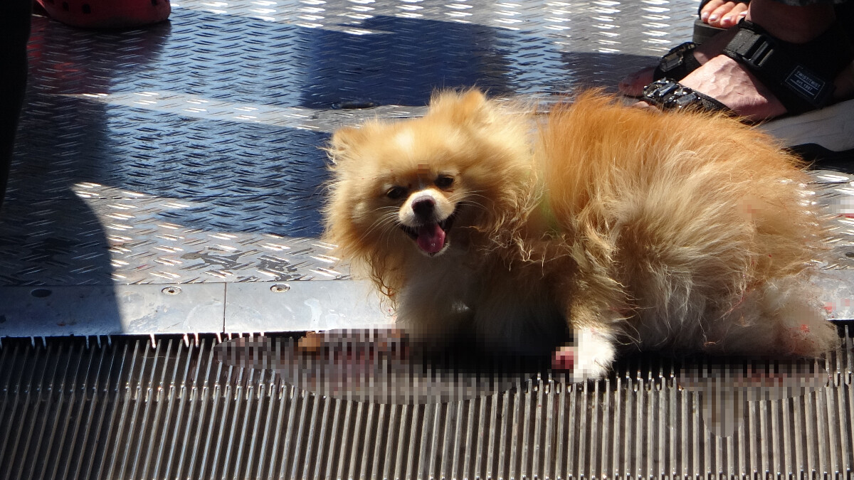 Taksim’de köpeğin ayağı yürüyen merdivene sıkıştı