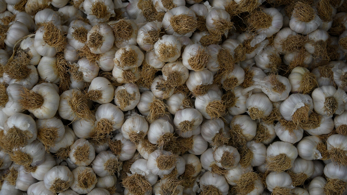 Taşköprü sarımsağında 25 bin ton rekolte bekleniyor