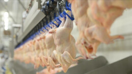 Tavuk eti üretimi mayısta yüzde 5,1 arttı