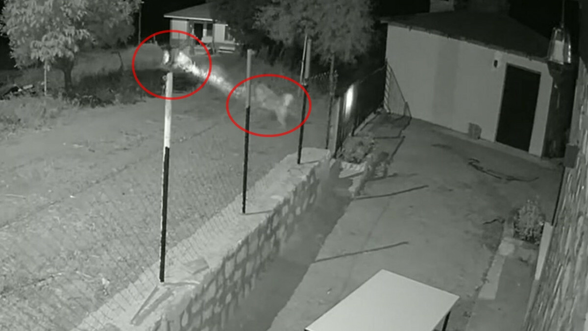 Tunceli’de cesur köpek, ayıları koruduğu eve yaklaştırmadı