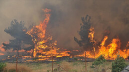 Türkiye’de çıkan orman yangınlarında ihmal ve kazalarının rolü büyük