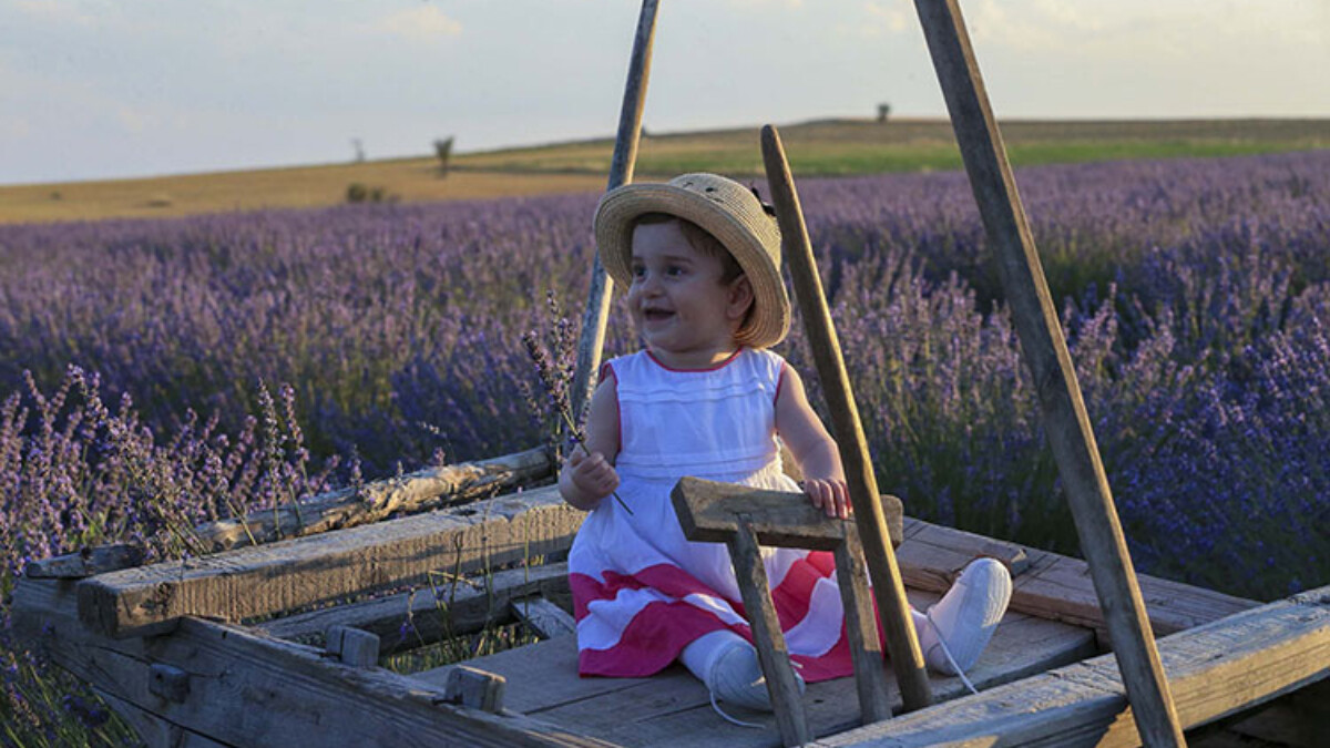 Uşak’taki lavanta üretim alanı artıyor