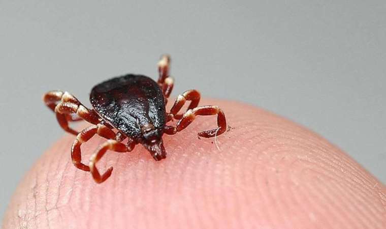 Uzmanlardan ‘Kene vakaları artışa geçti’ uyarısı