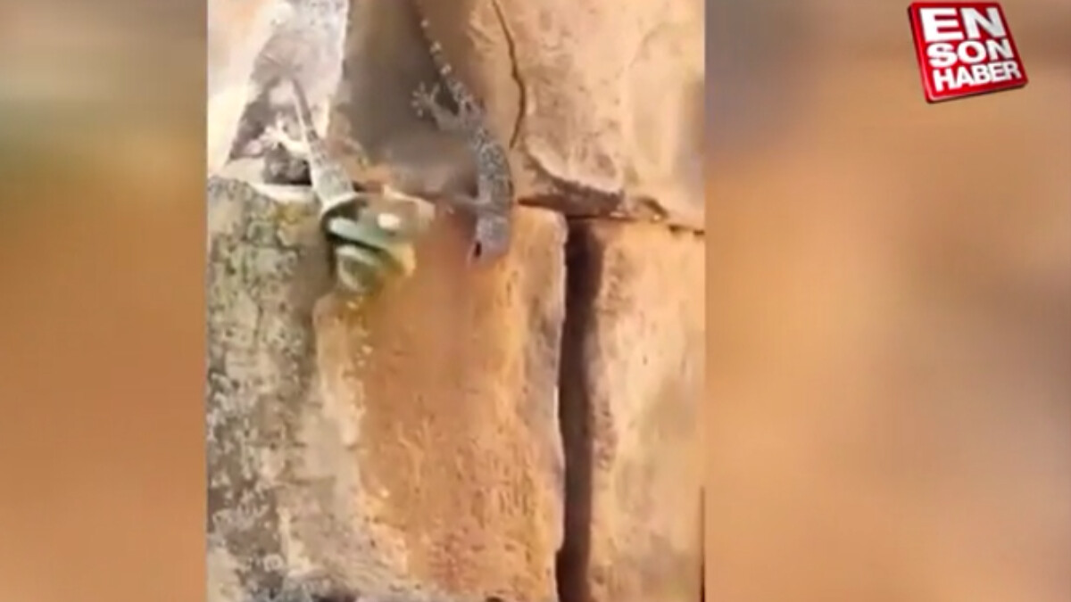 Yılana meydan okuyan kertankele görenleri hayrete düşürdü