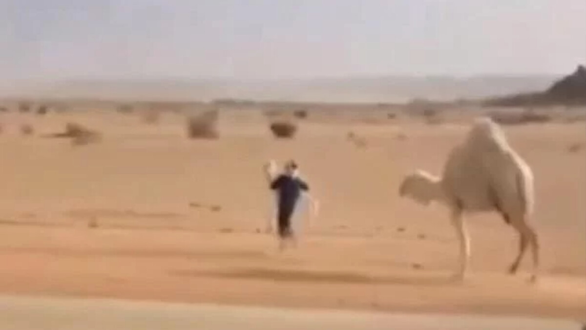 Yolu kapatan deveyi kenara çekmek istedi, beceremeyince bakın ne yaptı