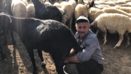 Adana’da 20 bin liraya çoban bulunmuyor: Bu dağların son temsilcisiyiz