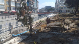 Ağaç katliamı devam ediyor! İBB, Maltepe’de 17 çam ağacı söktü