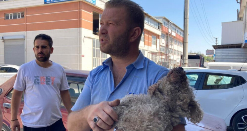 Ankara’da pitbull evcil hayvana saldırdı: Çenesi koptu