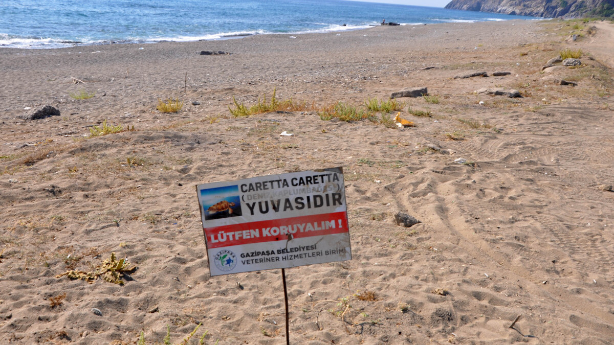 Antalya’da caretta caretta yuvası üzerinde mangal yaktılar