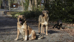 Antalya’da sokak köpeklerinin saldırısına uğrayan adam, açtığı davayı kazandı