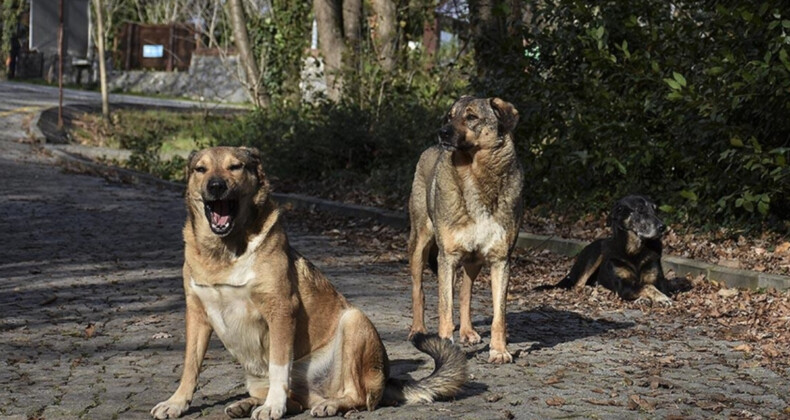 Antalya’da sokak köpeklerinin saldırısına uğrayan adam, açtığı davayı kazandı