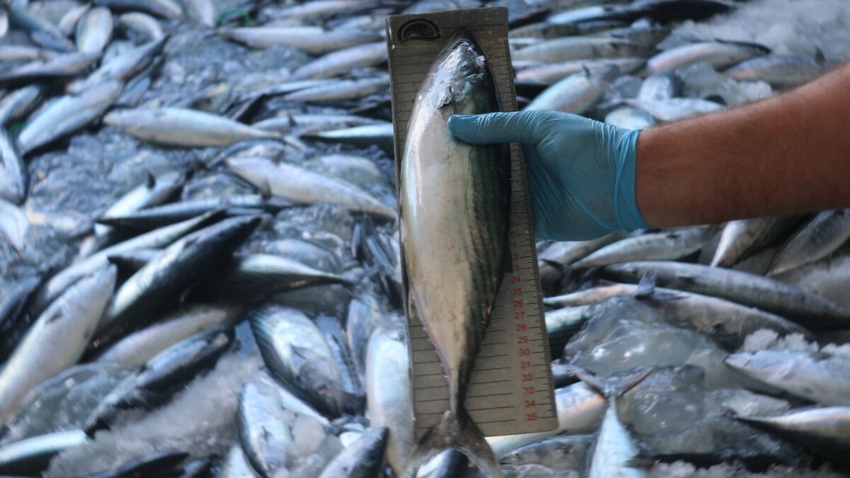 Balıkseverlere kötü haber! Sıcaklık nedeniyle palamut gecikti