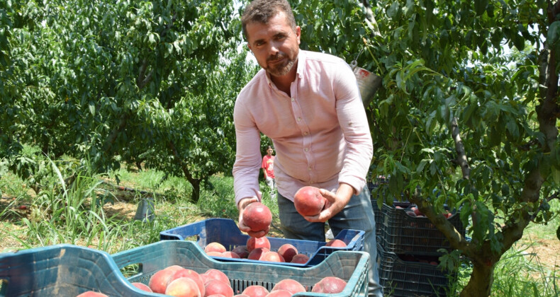 Bilecik’in şeftalisi, sınırları aşarak yabancı pazarlarda da ilgi görüyor