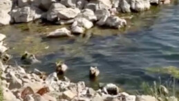 Bitlis’te sıcaktan bunalan boz ayılar Nemrut Krater Gölü’ne girdi