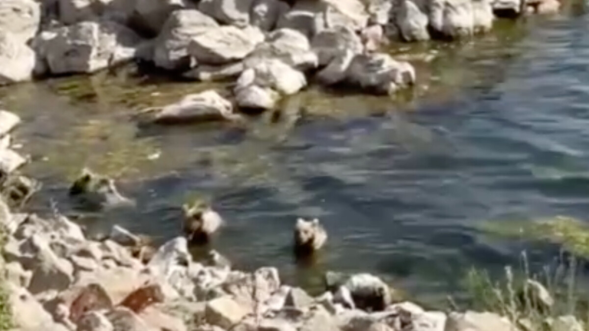 Bitlis’te sıcaktan bunalan boz ayılar Nemrut Krater Gölü’ne girdi