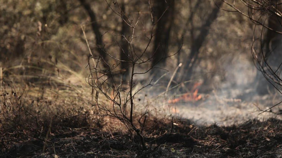 Bursa’da anız şeklinde başlayan yangın ormana sıçradı