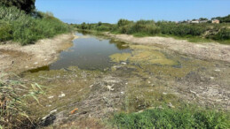 Büyük Menderes Nehri’nde kuraklık, balık ölümlerine neden oldu