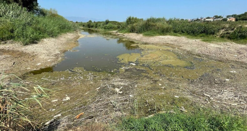 Büyük Menderes Nehri’nde kuraklık, balık ölümlerine neden oldu