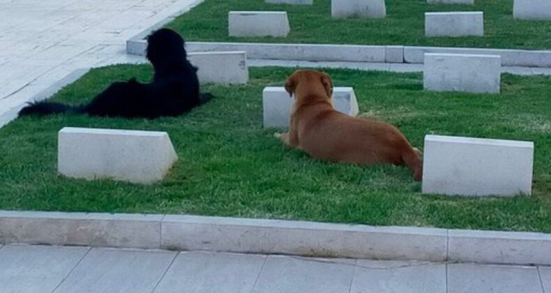 Çanakkale Şehitliği başıboş köpeklerin mesken yuvası oldu