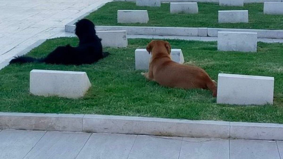 Çanakkale Şehitliği başıboş köpeklerin mesken yuvası oldu