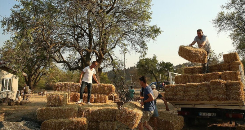 Çanakkale’de meralar yandı! Köylülere yem desteği yapılıyor