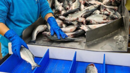 Çin, Japonya’dan deniz ürünlerinin ithalatına son verdi