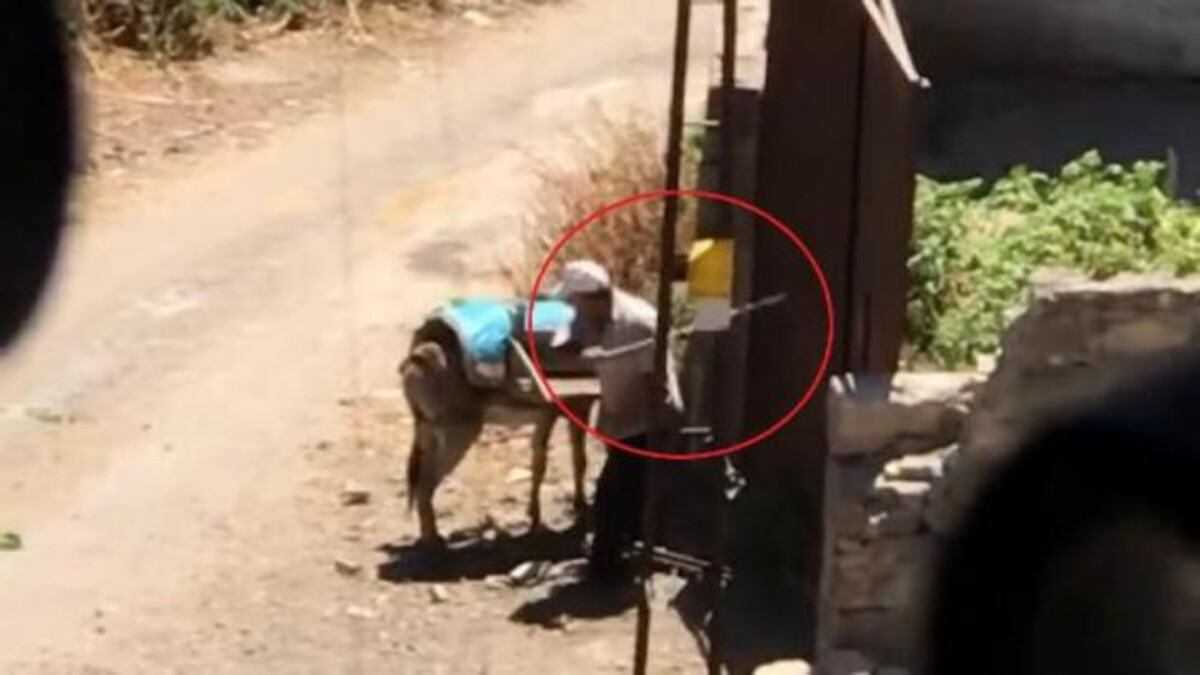 Diyarbakır’da eşeğe şiddet kamerada