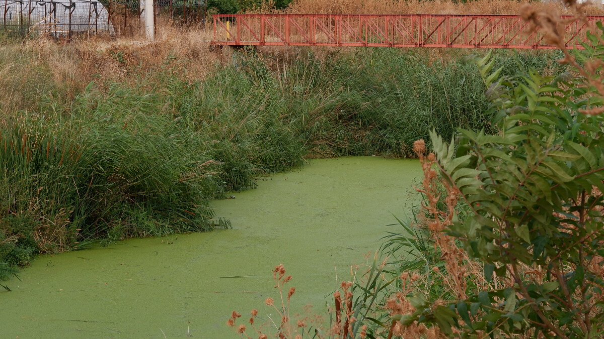 Edirne’de tarım sulamasında kullanılan dere yosun tuttu