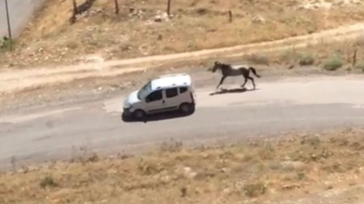 Elazığ’da atı aracın arkasına bağlayıp koşturan şahsa 5 bin 505 lira ceza