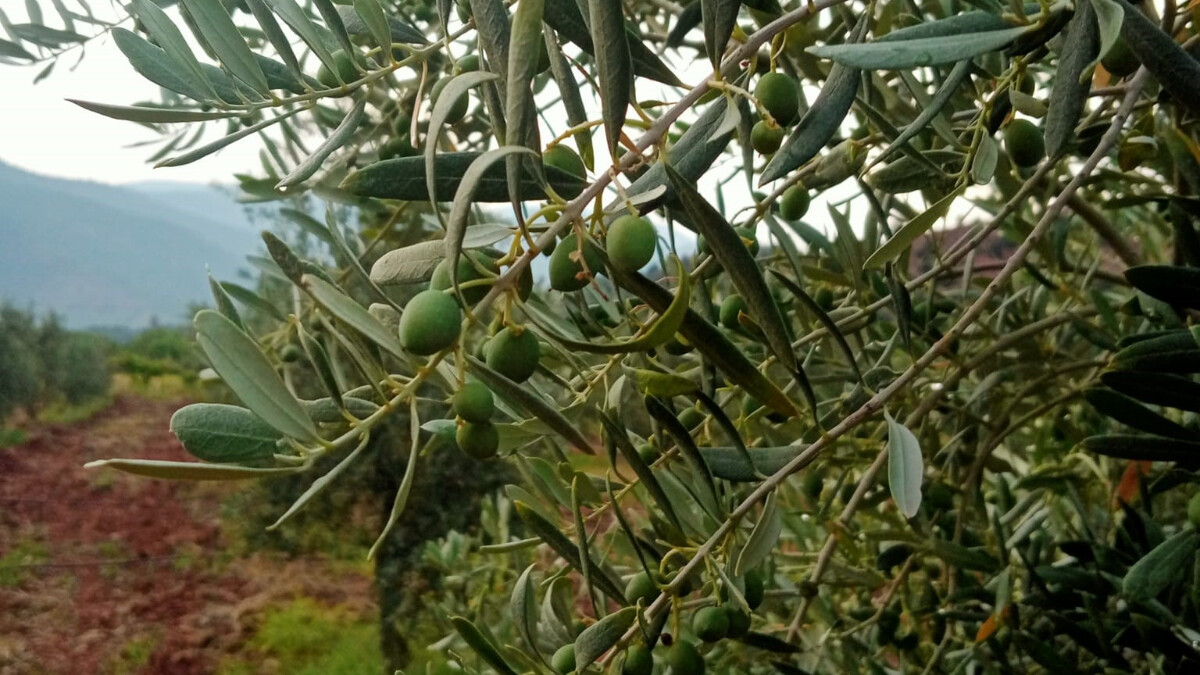 Eskişehir’de zeytinden 5 ton rekolte bekleniyor