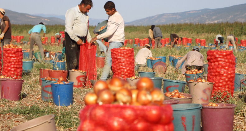 Fiyatı 12 liradan düştü! Amasya’da soğan tarlada 4 liraya kadar indi