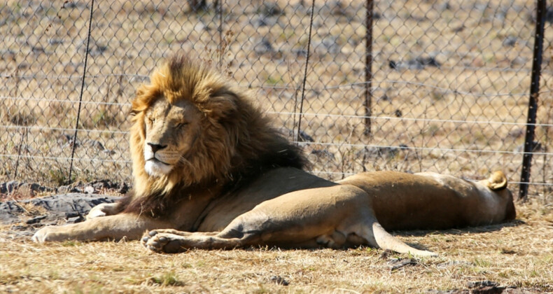 Güney Afrika’da tartışmalı bir turizm sektörü: Tutsak aslan endüstrisi