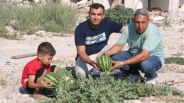 Hatay’da hayat devam ediyor! Enkazda yetişen kavun ve karpuzda hasat vakti