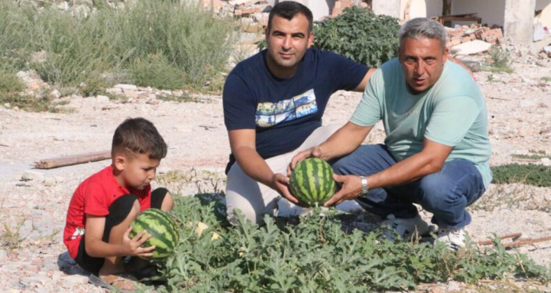 Hatay’da hayat devam ediyor! Enkazda yetişen kavun ve karpuzda hasat vakti