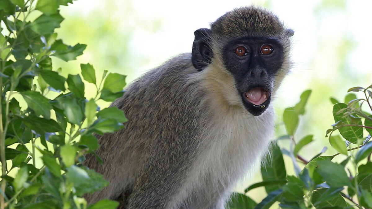 Hindistan’da bir maymun kaçırdığı bebeği çatıdan attı