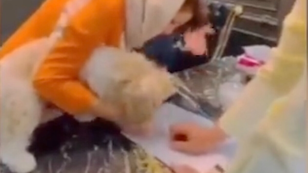 İran’da şaşkına çeviren olay: Evi bir köpeğe devretti