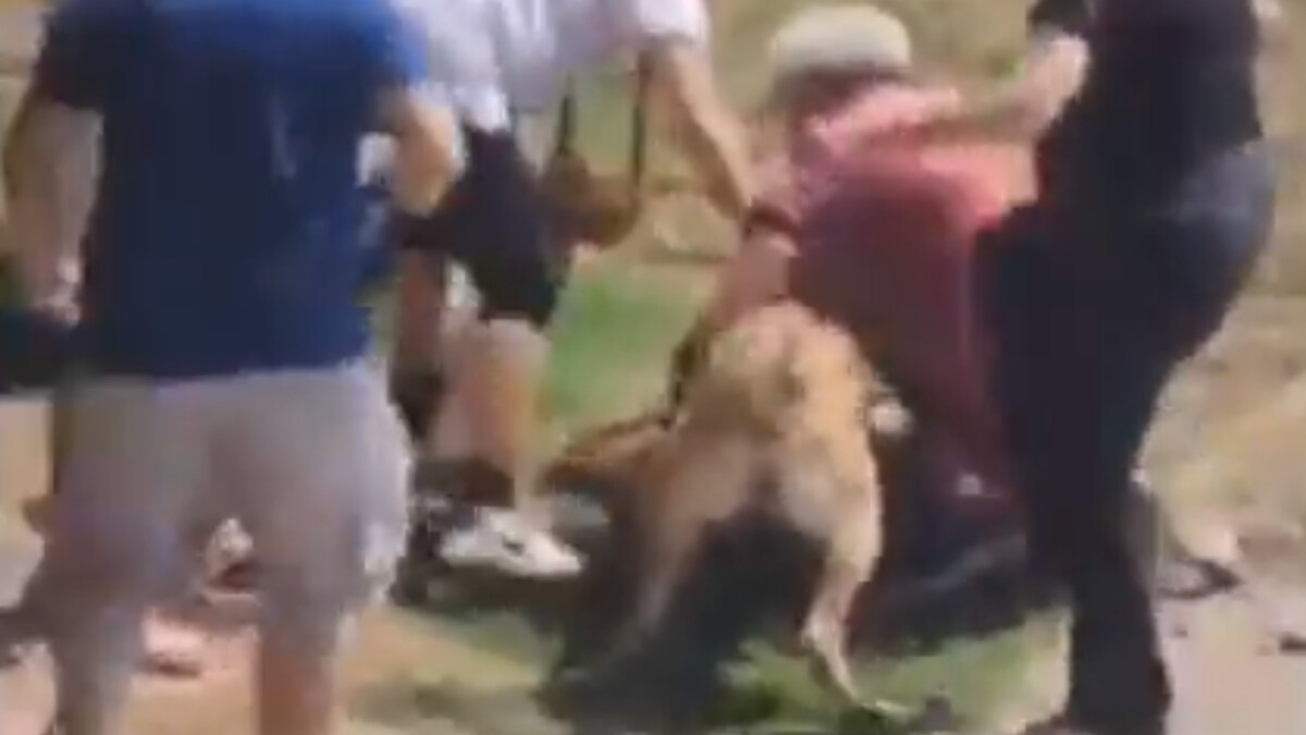 İstanbul’da ağızlık takılmayan köpek yaşlı çifte saldırdı