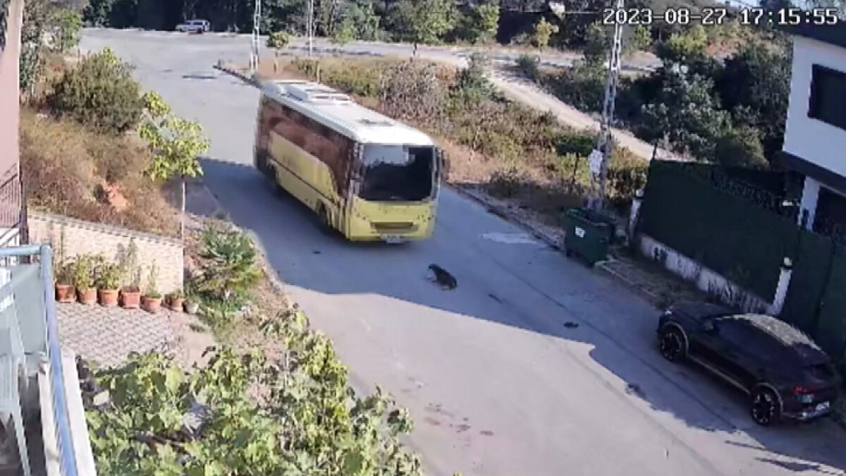 İstanbul’da belediye otobüsünün yolda yatan köpeği ezdiği anlar kamerada