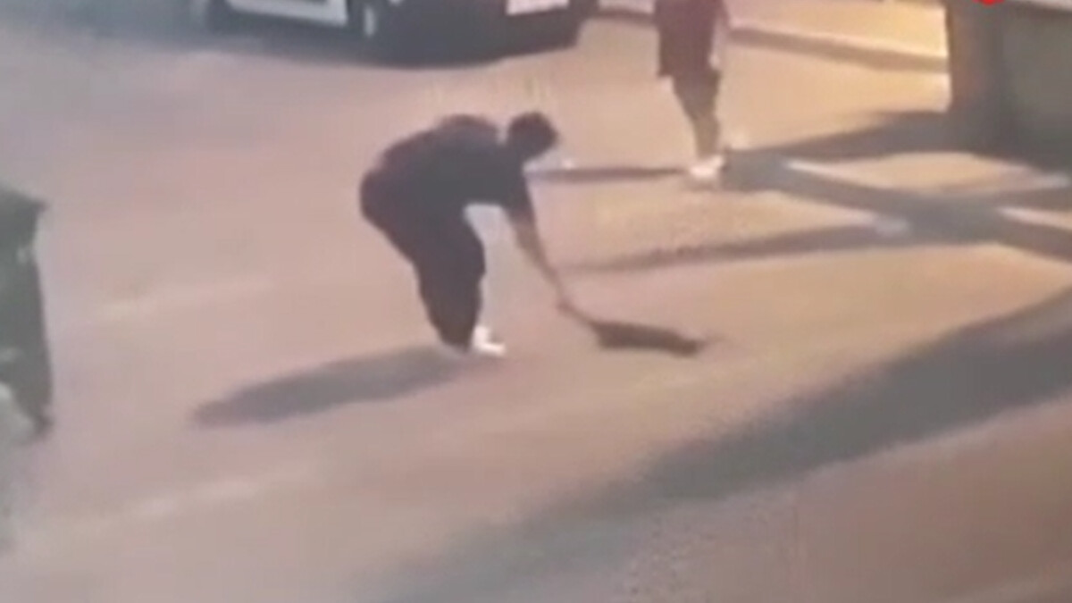 İstanbul’da kediyi ezen sürücü veteriner yerine çöpe bıraktı!