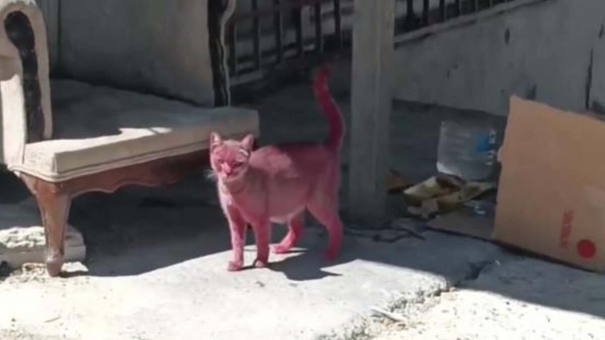 İstanbul’da kediyi pembeye boyadılar
