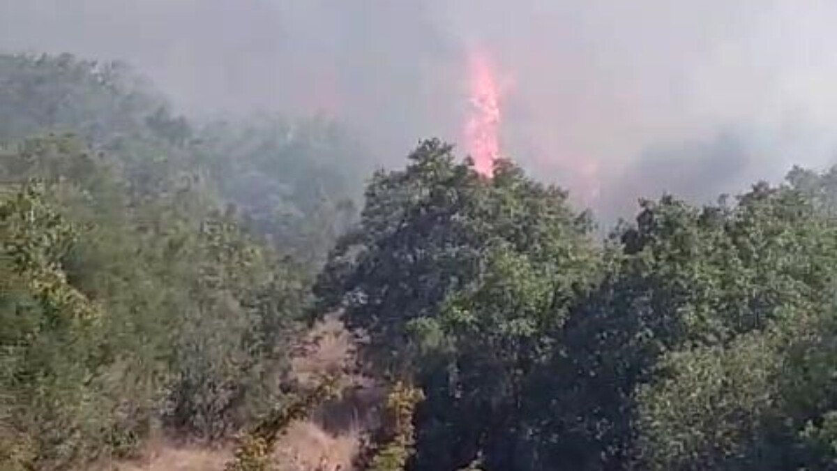 İstanbul’da orman yangını