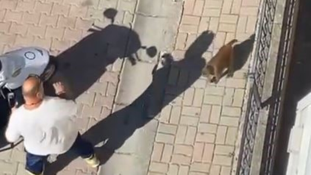 İstanbul’da sahibinden kaçan maymun, 3 kişiye saldırdı