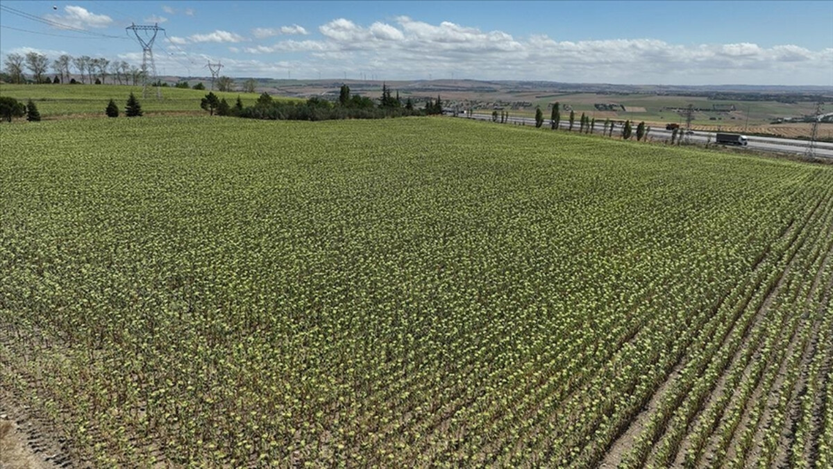İstanbullu çiftçinin yüzü Tarım ve Orman Bakanlığı’nın destekleri ile güldü