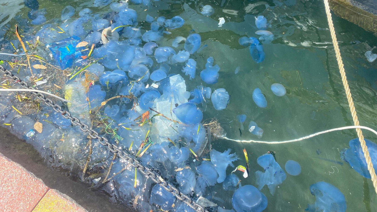 İzmir plajlarında denizanaları istilası: Tatilciler tedirgin