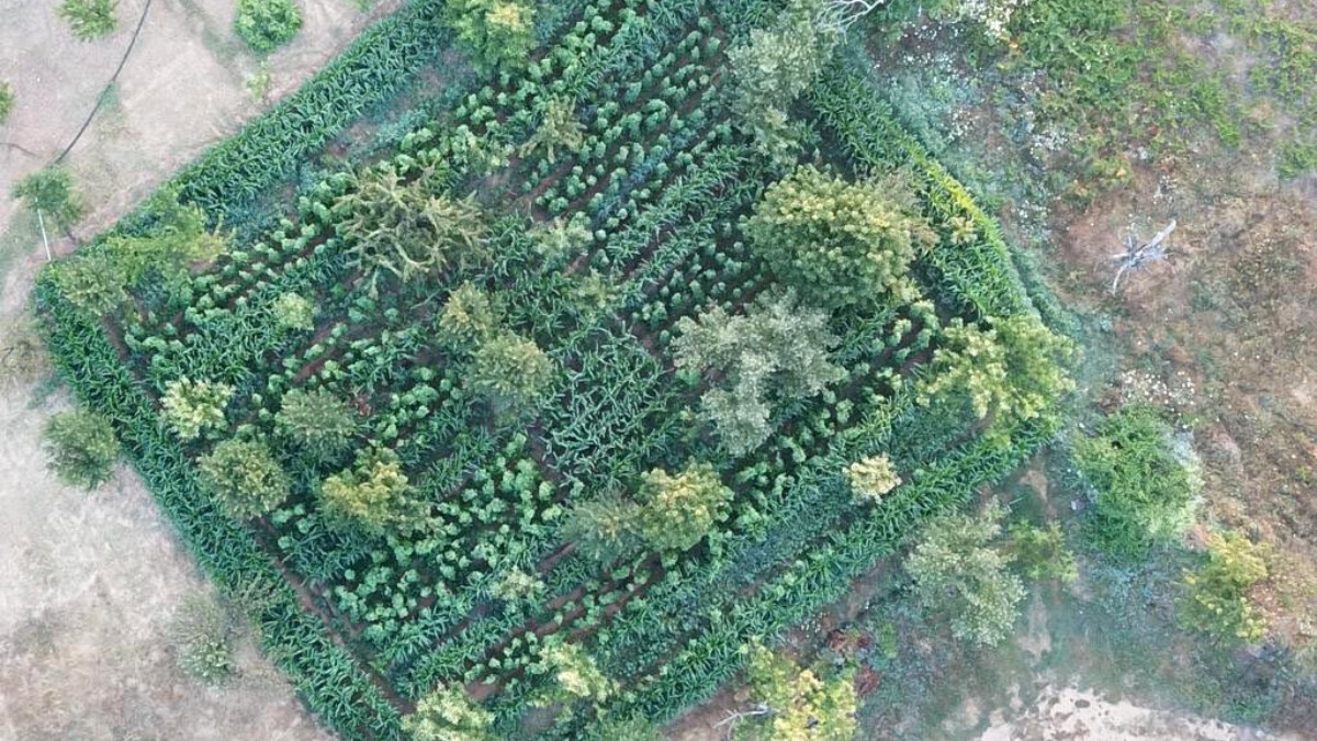 İzmir’de drone ile uyuşturucu operasyonu! 24 kişi yakalandı