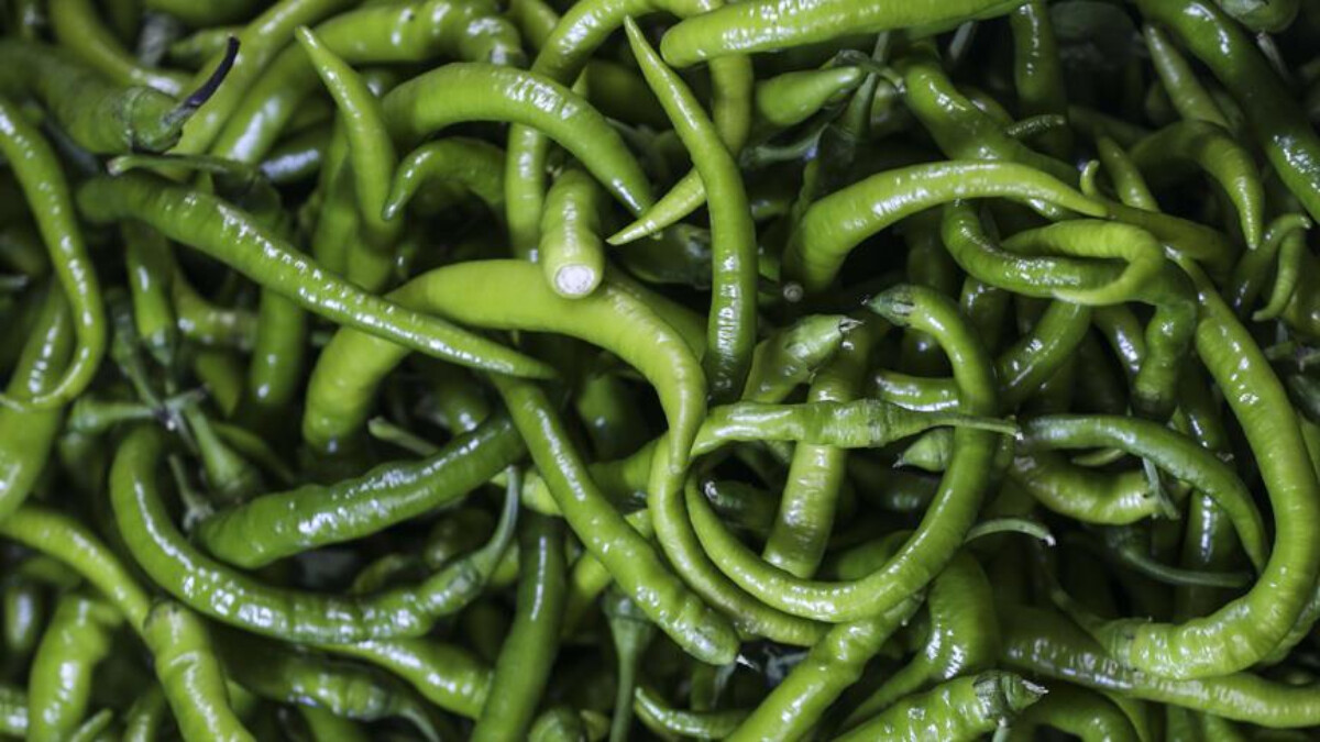 Kahvaltı masasında yer açın! Yeşil biber tüketmek bakın neye iyi geliyormuş… Doktor reçetesi gibi etkili!